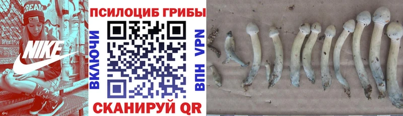 Псилоцибиновые грибы MAGIC MUSHROOMS  где купить   МЕГА ТОР  Братск 